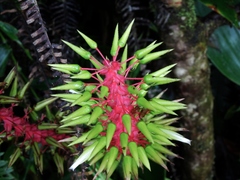 Pitcairnia multiflora