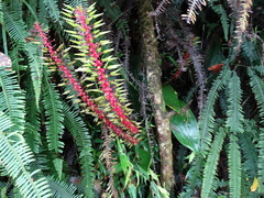Pitcairnia multiflora