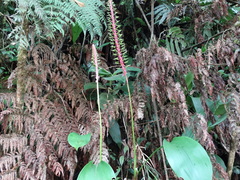 Pitcairnia multiflora