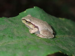 Ranoidea phyllochroa