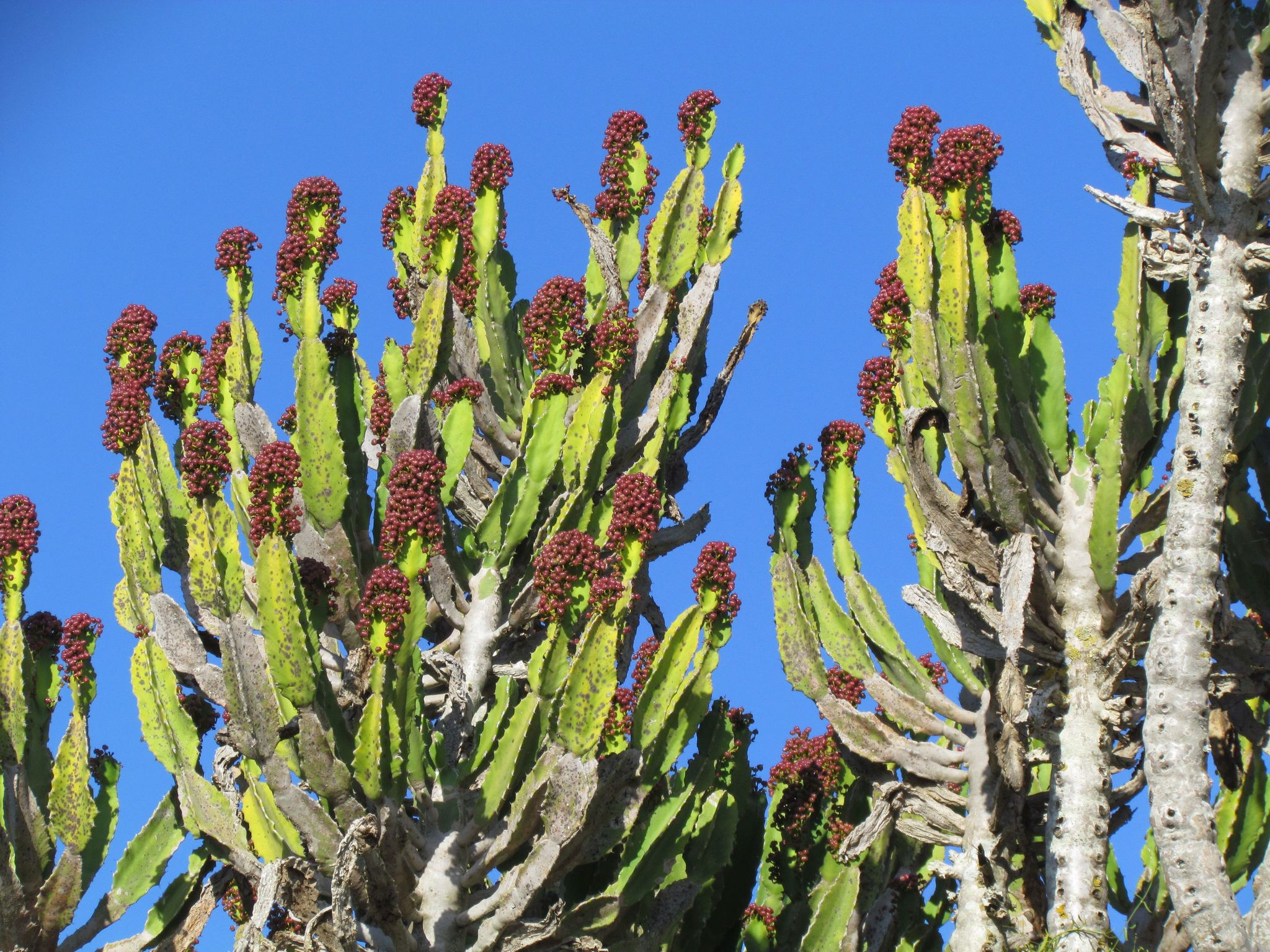 Euphorbia triangularis