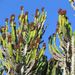 Euphorbia triangularis - Photo (c) Roland Morisse,  זכויות יוצרים חלקיות (CC BY-NC), הועלה על ידי Roland Morisse