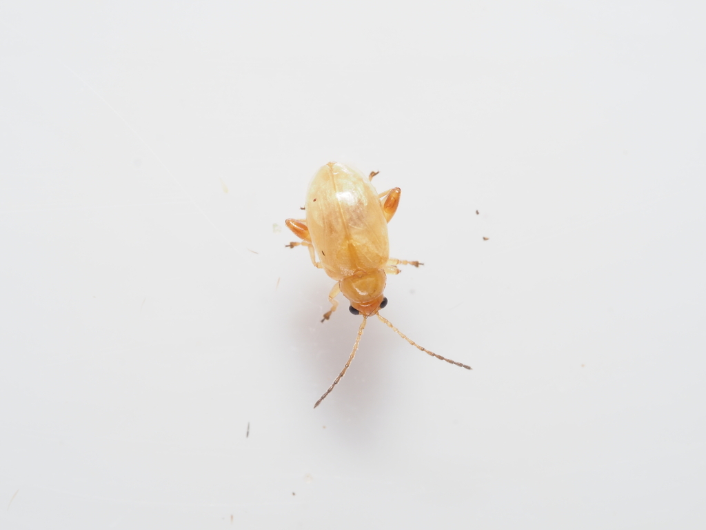 Longitarsus agilis