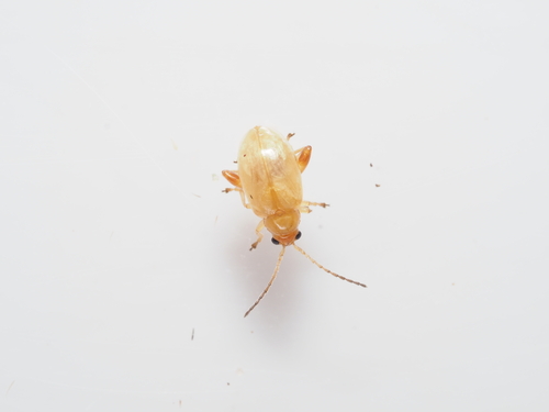 Longitarsus agilis