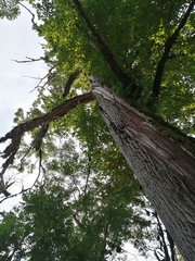 Quercus petraea iberica