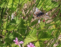 Euphydryas iduna