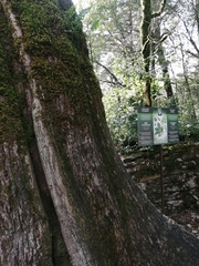 Quercus petraea iberica