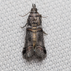 Acrobasis tricolorella