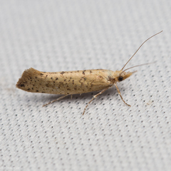 Ypsolopha cervella