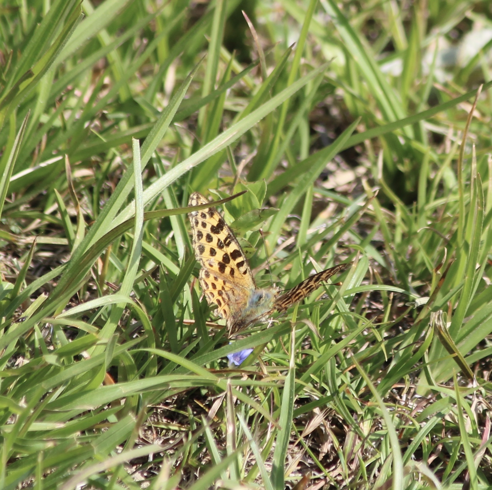 Himalayan Queen Fritillary