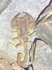 Smeringurus vachoni