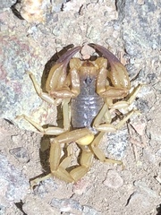 Smeringurus vachoni