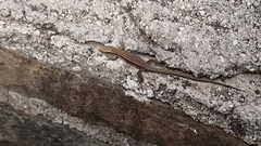 Podarcis muralis