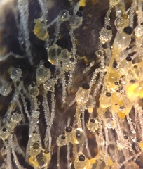 Pilobolus crystallinus