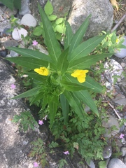 Oenothera pilosella