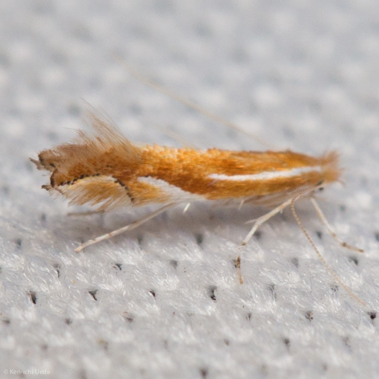 Phyllonorycter sandraella