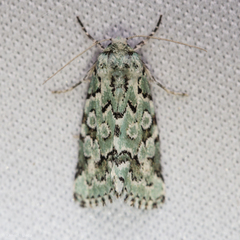 Bryolymnia viridata