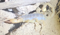 Smeringurus vachoni