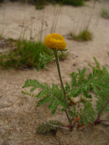 dune tansy
