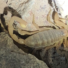 Smeringurus vachoni