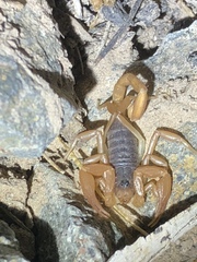 Smeringurus vachoni