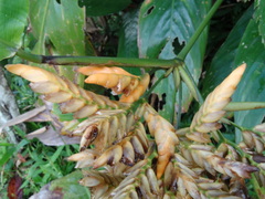 Stromanthe jacquinii image