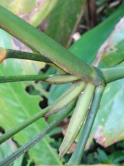 Stromanthe jacquinii