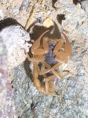 Smeringurus vachoni