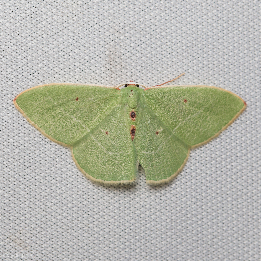 Columbian Emerald
