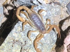 Smeringurus vachoni