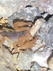 Smeringurus vachoni