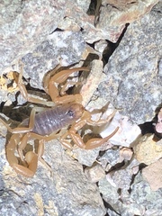 Smeringurus vachoni