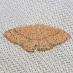 Cyclophora dataria