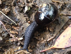 Victaphanta compacta