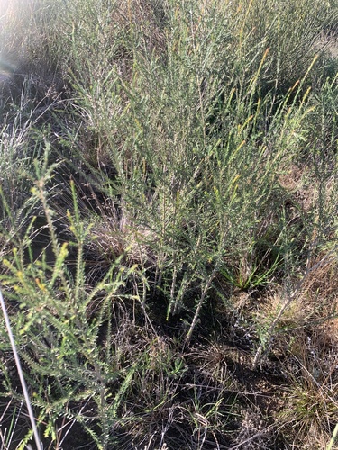 Rough-barked Honey-myrtle (Melaleuca parvistaminea)