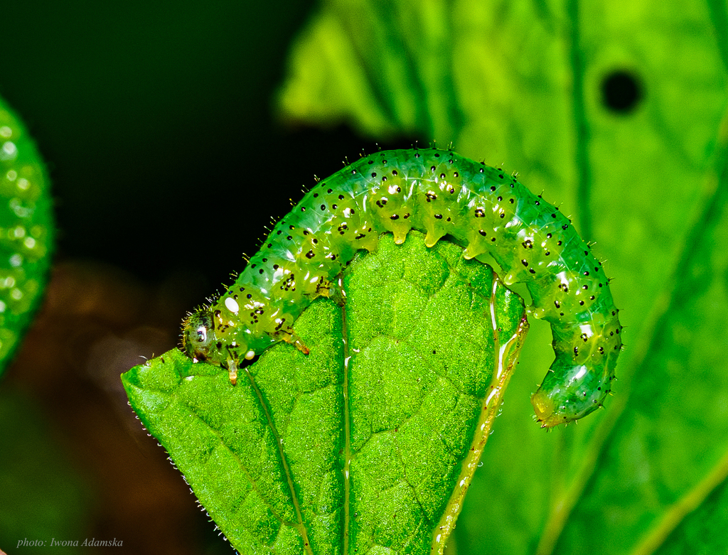Pale Gooseberry Nematine