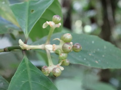 Palicoureeae