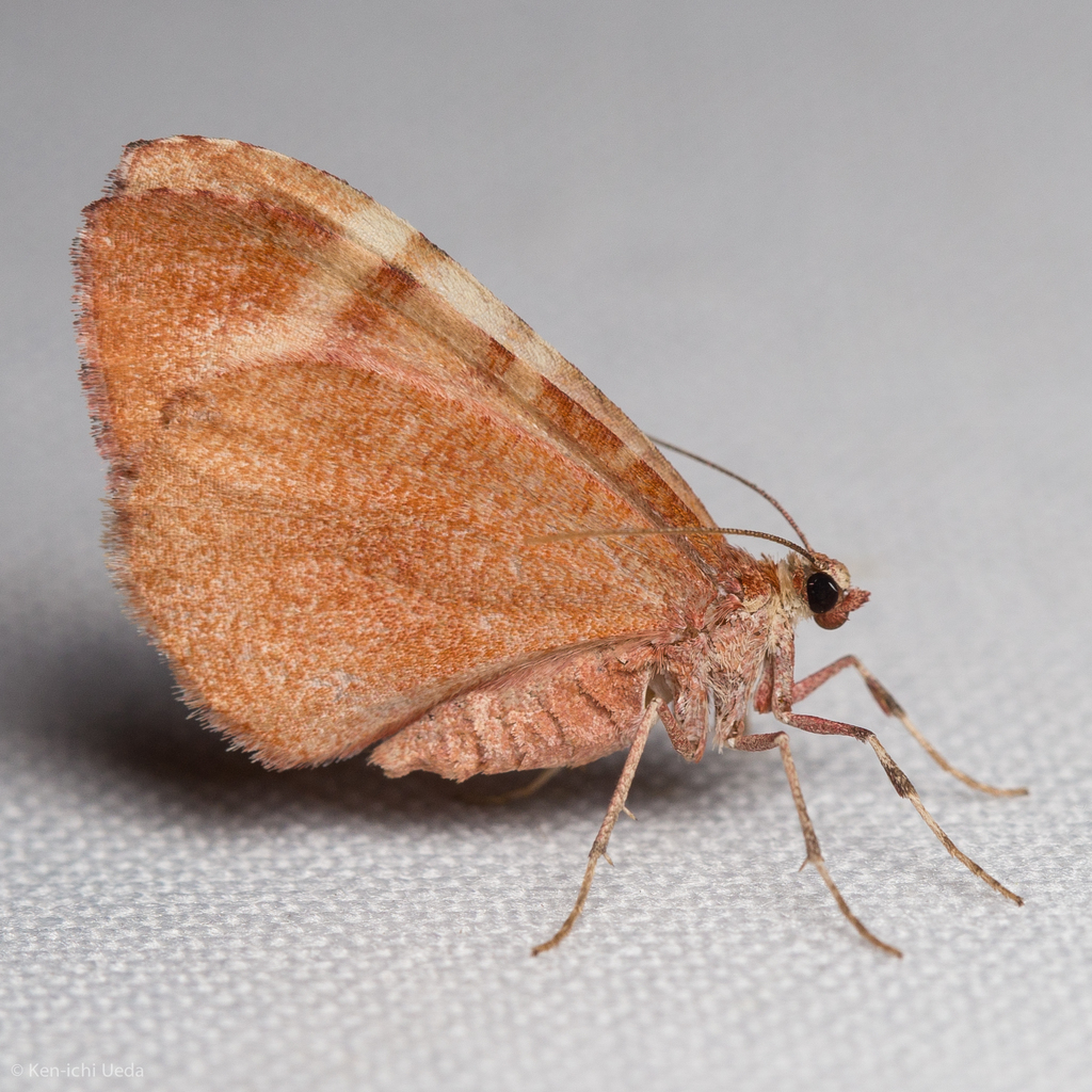 Stamnodes ululata
