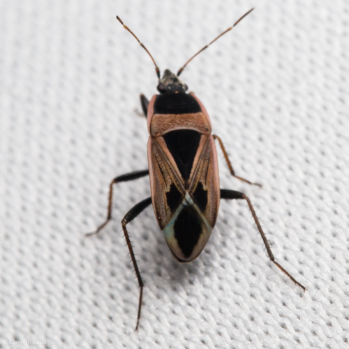 Mediterranean Seed Bug