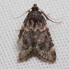 Aglossa cacamica