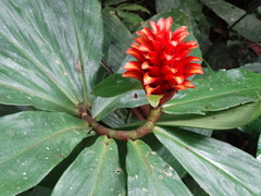 Costus curvibracteatus