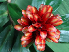 Costus curvibracteatus