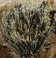 Pilobolus crystallinus