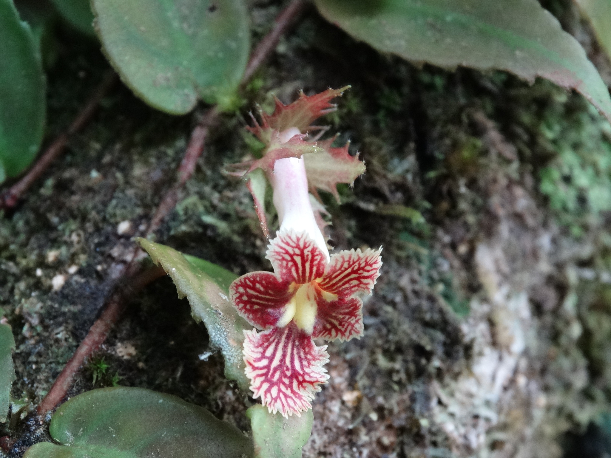 Drymonia multiflora