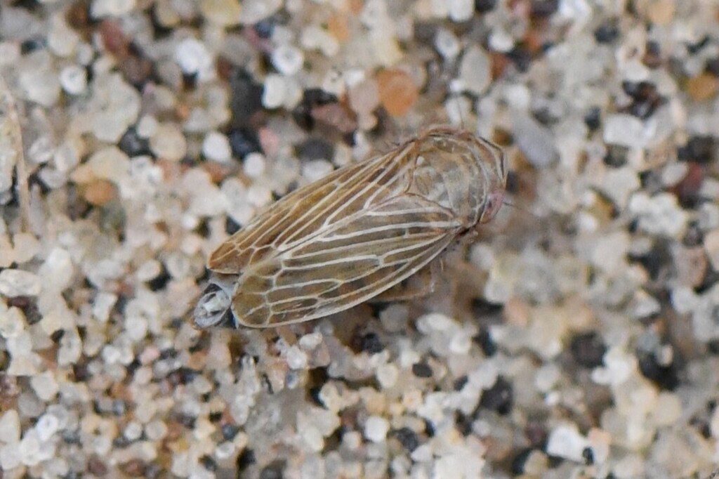 Macustus grisescens