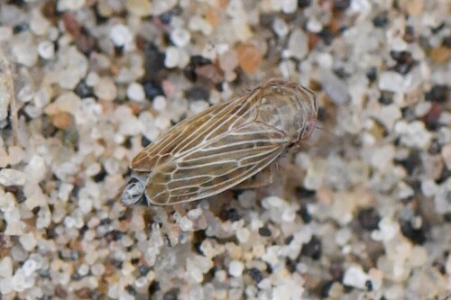 Macustus grisescens