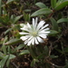 Delosperma ecklonis - Photo (c) Luc Strydom, some rights reserved (CC BY-NC), uploaded by Luc Strydom