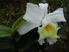 Sobralia leucoxantha