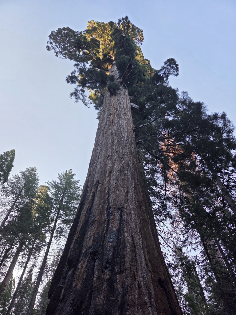 Sequoiadendron