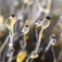 Pilobolus crystallinus